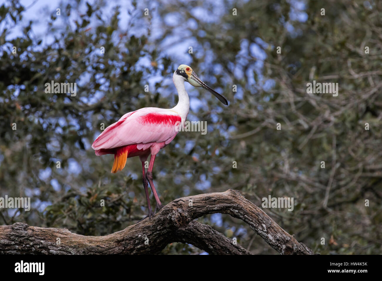 Roseate Spoonbill (Ajaia ajaja) arroccato su un arto, sant Agostino, FL, Stati Uniti d'America Foto Stock