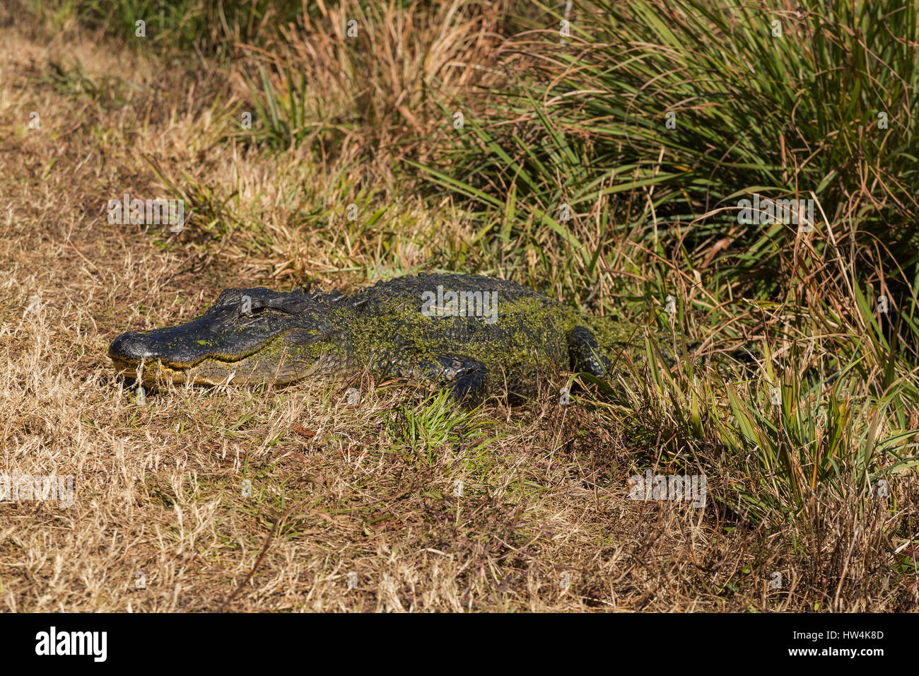 Il coccodrillo americano (Alligator mississippiensis) in appoggio in erba, St Marks National Wildlife Refuge, FL, Stati Uniti d'America Foto Stock