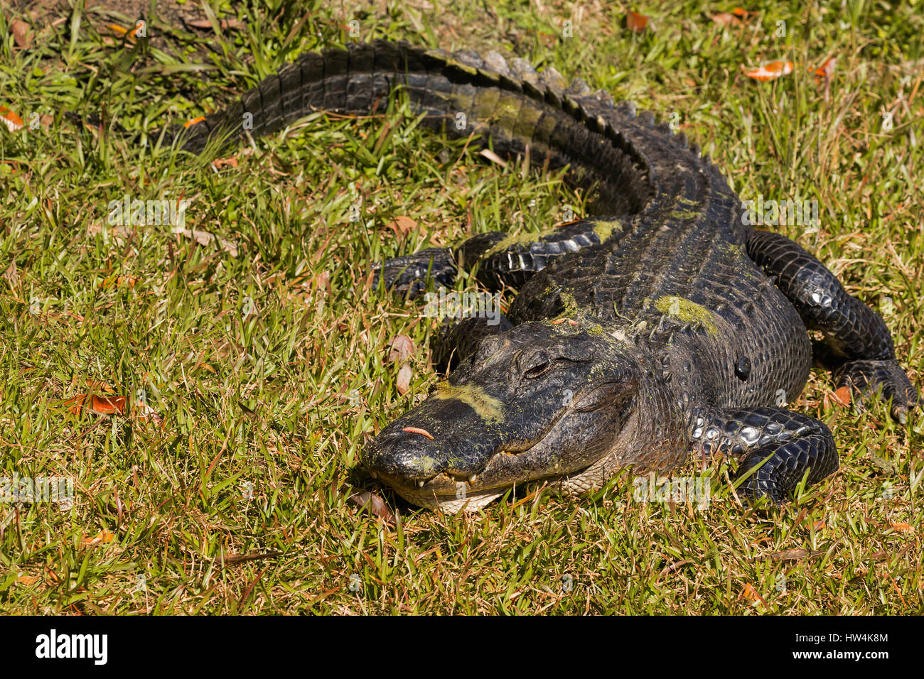 Il coccodrillo americano (Alligator mississippiensis) di appoggio in erba, St Marks National Wildlife Refuge, FL, Stati Uniti d'America Foto Stock