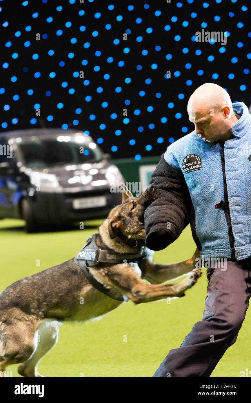 Birmingham, 12 marzo 2017. Il Crufts 2017. Il cane più grande spettacolo del mondo avrà luogo presso il NEC di Birmingham REGNO UNITO. ©Jon Freeman/Alamy Live News Foto Stock