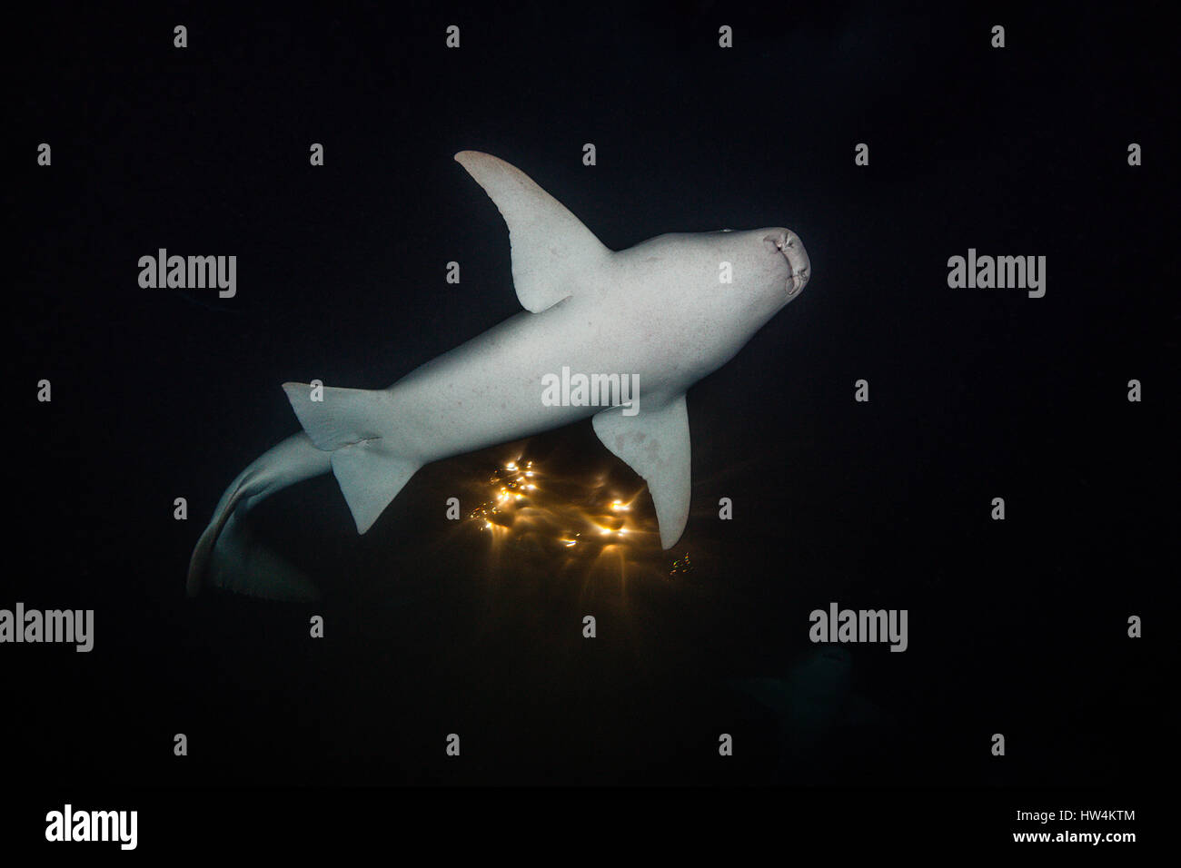 Squalo nutrice di notte, Nebrius ferrugineus, Felidhu Atoll, Maldive Foto Stock