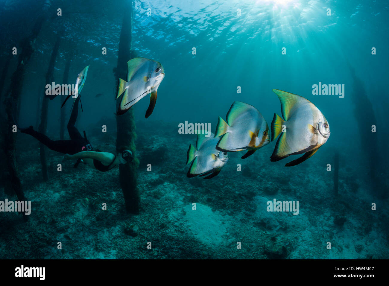 Apnoe subacqueo e Longfin, Batfish Platax teira Raja Ampat, Papua occidentale, in Indonesia Foto Stock