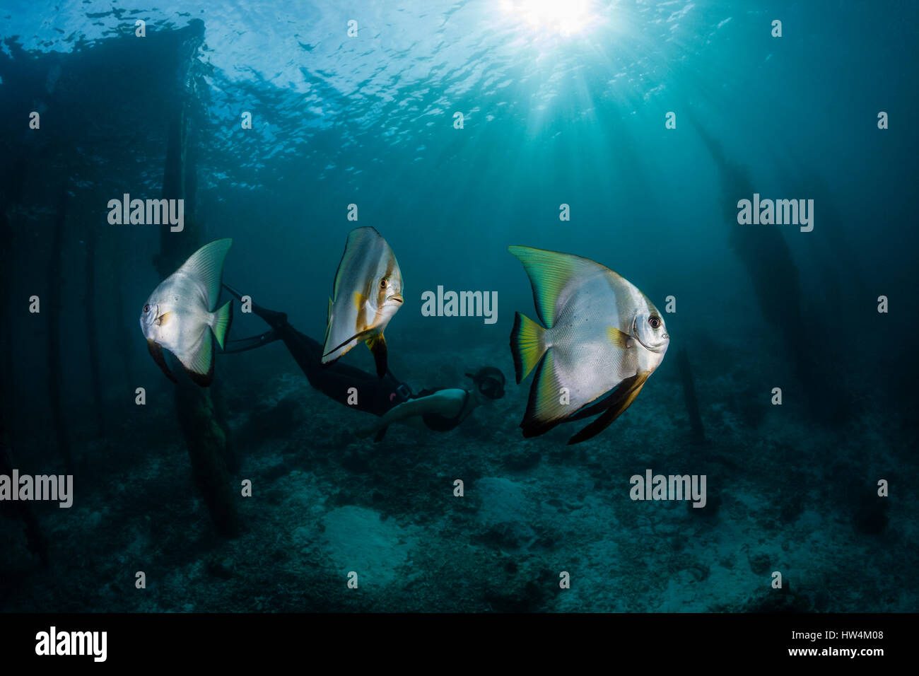 Apnoe subacqueo e Longfin, Batfish Platax teira Raja Ampat, Papua occidentale, in Indonesia Foto Stock