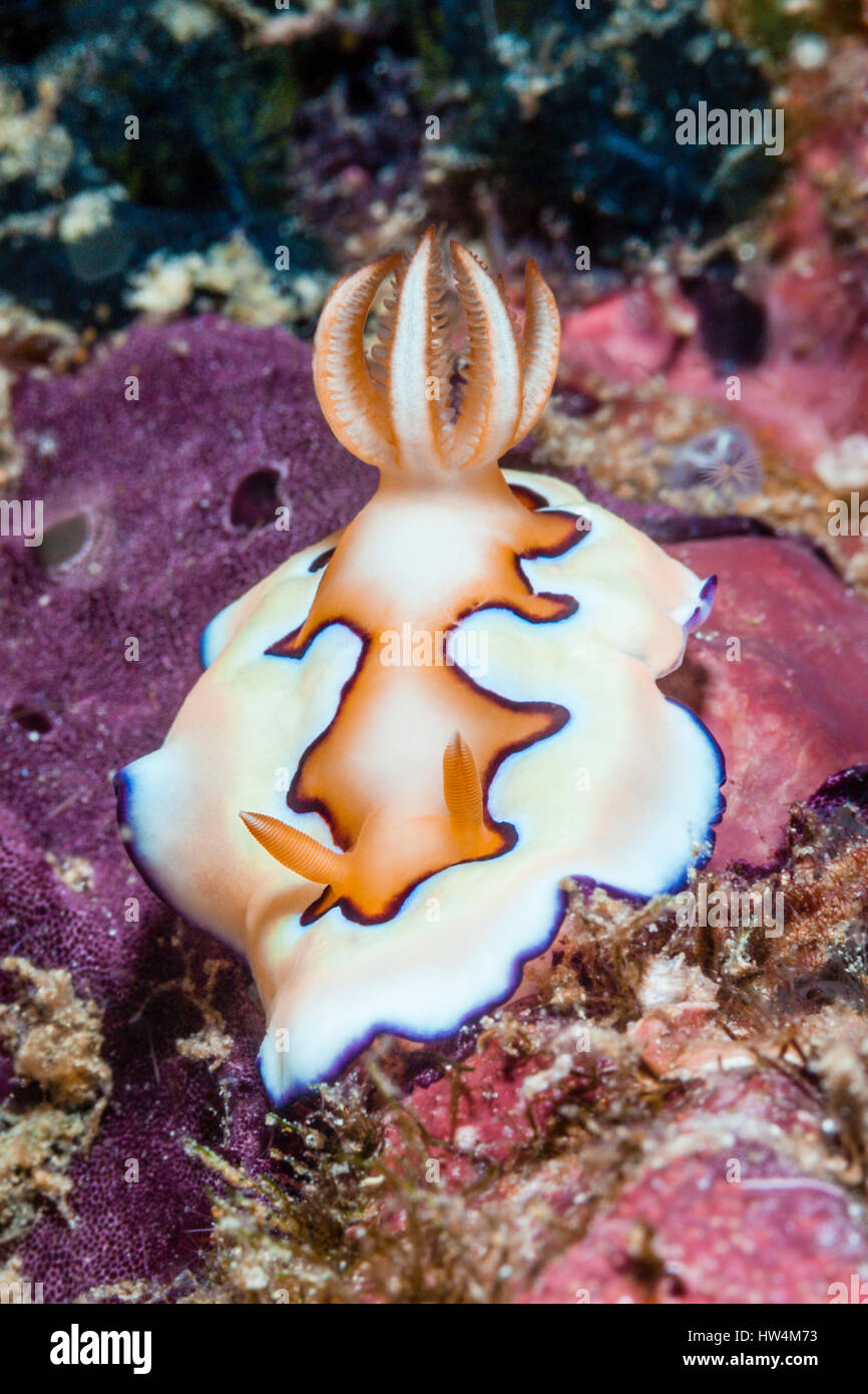 Dorid Nudibranch, Chromodoris coi Raja Ampat, Papua occidentale, in Indonesia Foto Stock