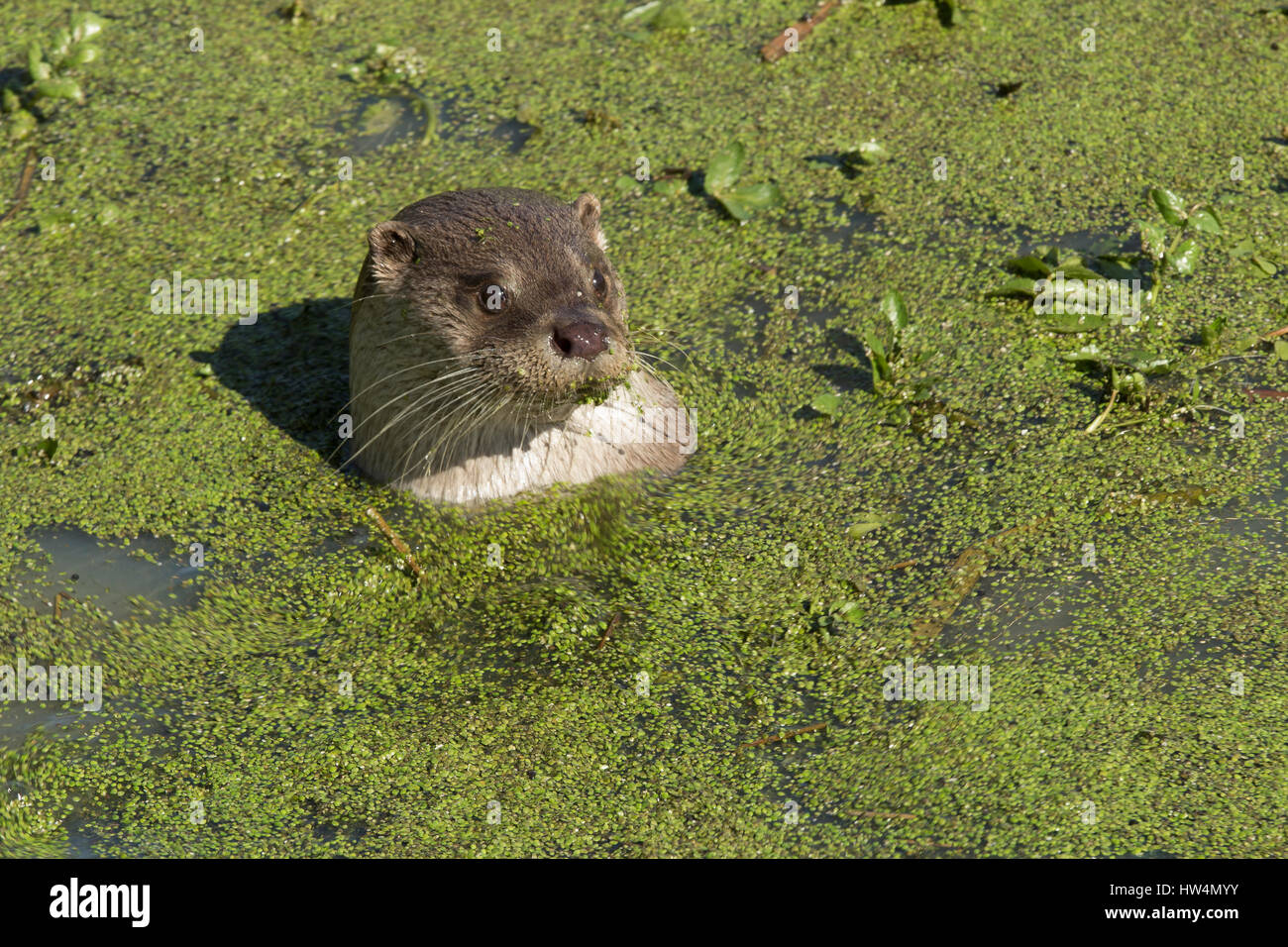 Eurasian Lontra di fiume (Lutra lutra) nuotare nel lago verde Foto Stock