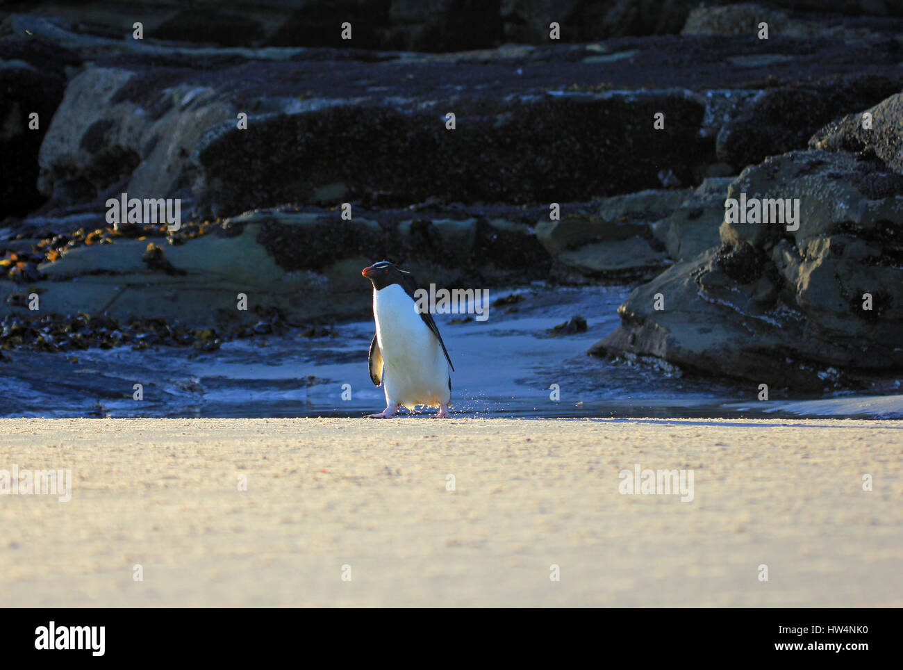 Pinguino saltaroccia nel collo, Isole Falkland Foto Stock