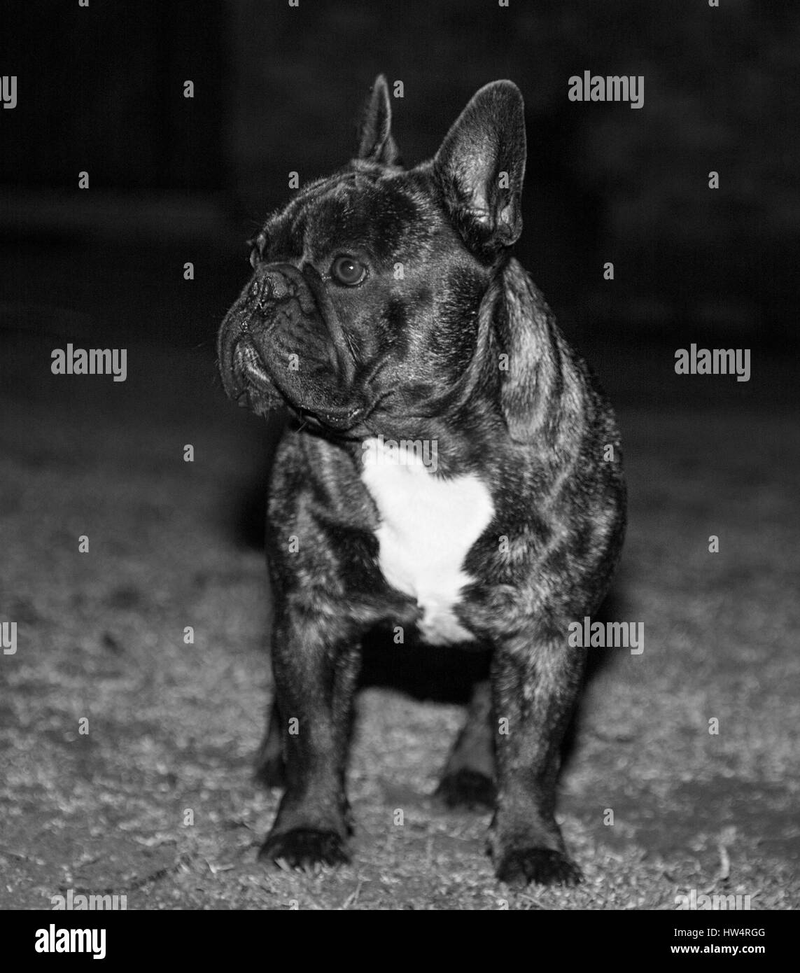 Bulldog francesi Foto Stock
