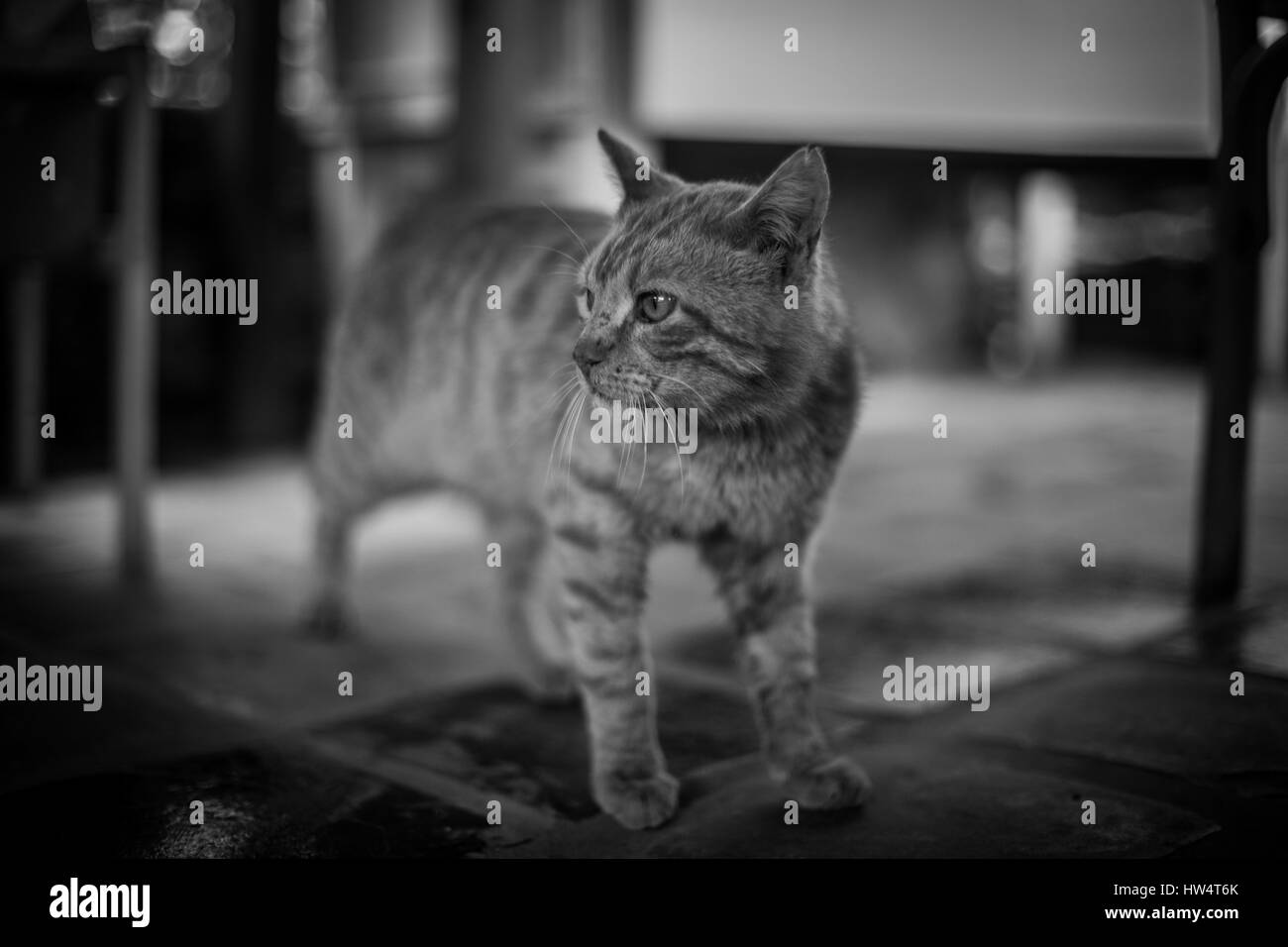 Attenzione di gatti Foto Stock