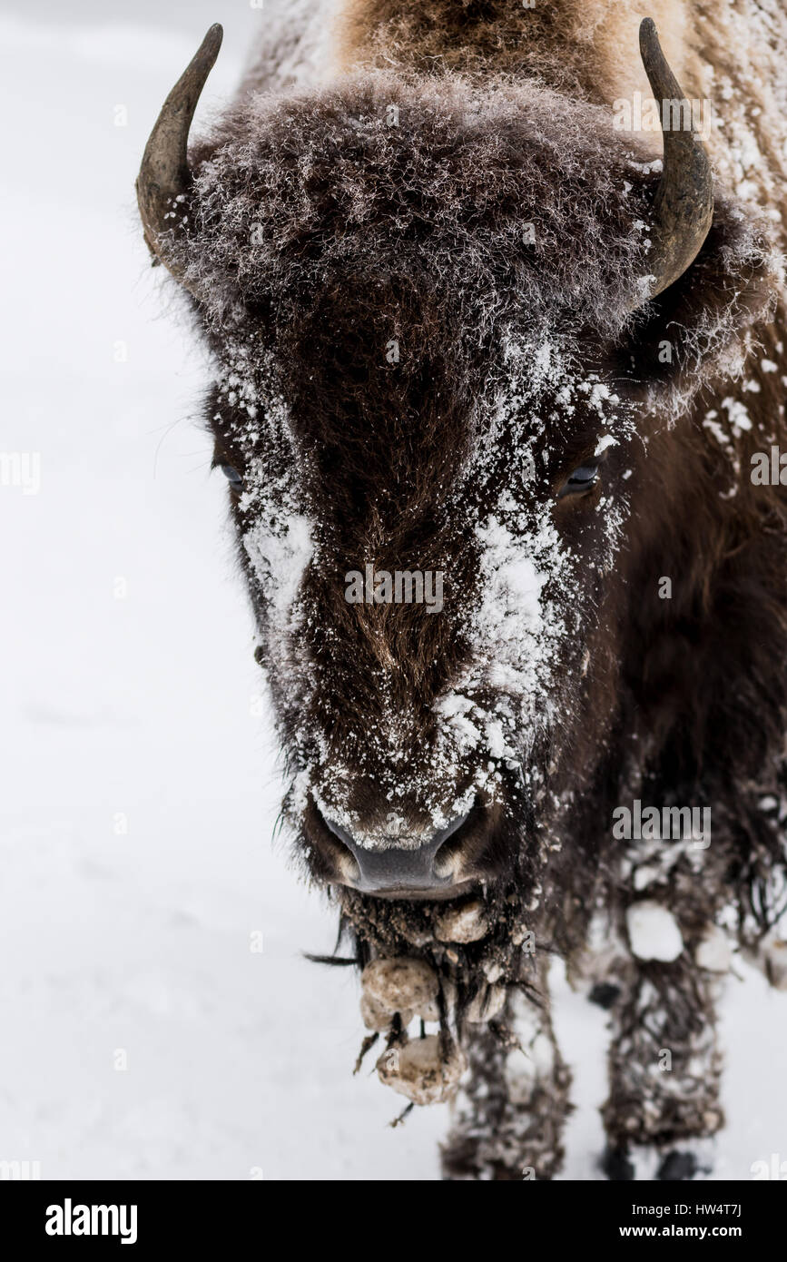 (Bison bison bison) comunemente chiamato Buffalo superstite del brutale inverno nel Parco Nazionale di Yellowstone, WY, STATI UNITI D'AMERICA. Foto Stock