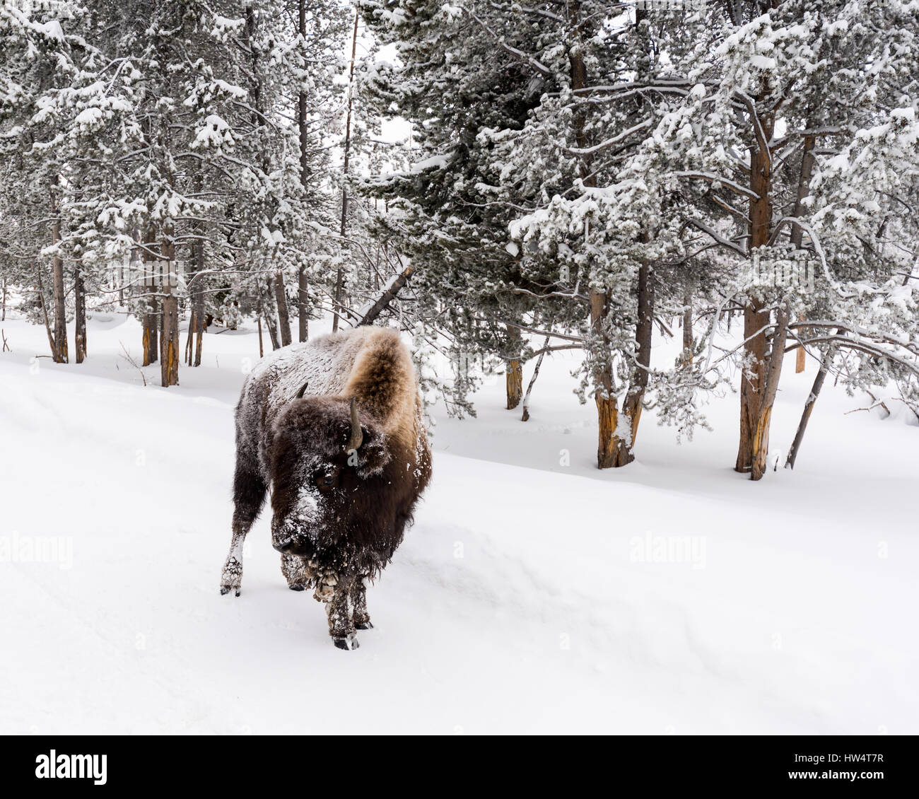 (Bison bison bison) comunemente chiamato Buffalo superstite del brutale inverno nel Parco Nazionale di Yellowstone, WY, STATI UNITI D'AMERICA. Foto Stock