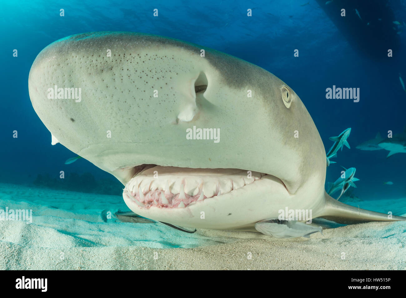 Lo squalo limone, Negaprion brevirostris, Tiger Beach, Bahamas Foto Stock