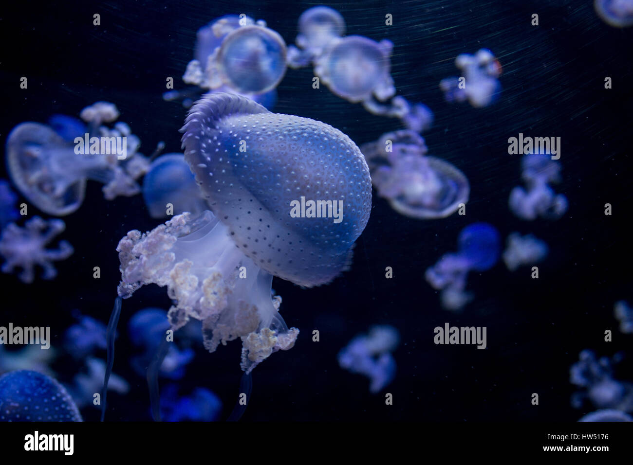 Molte meduse blu - spotted medusa su nero Foto Stock