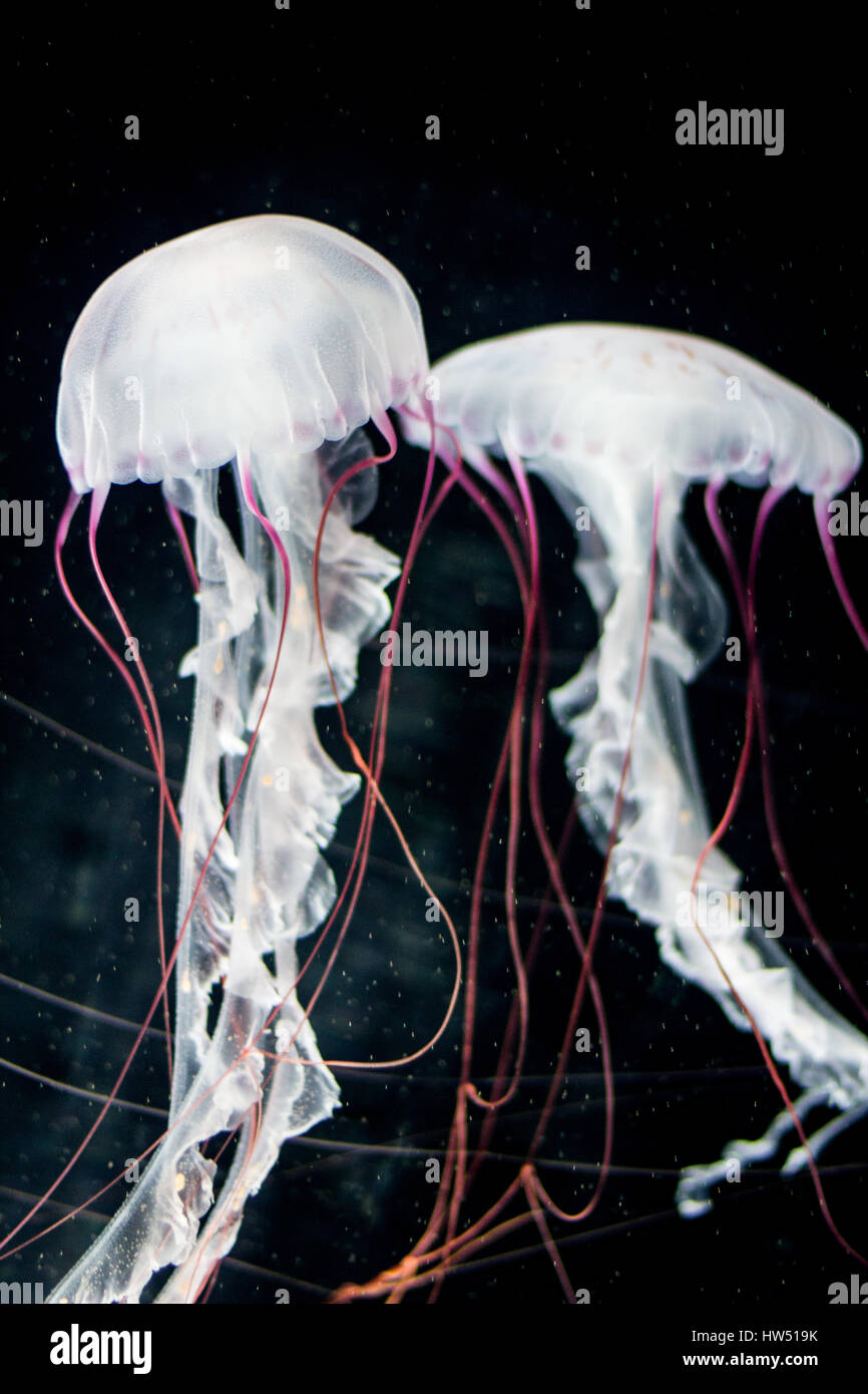 White meduse, striato rosso su sfondo nero Foto Stock