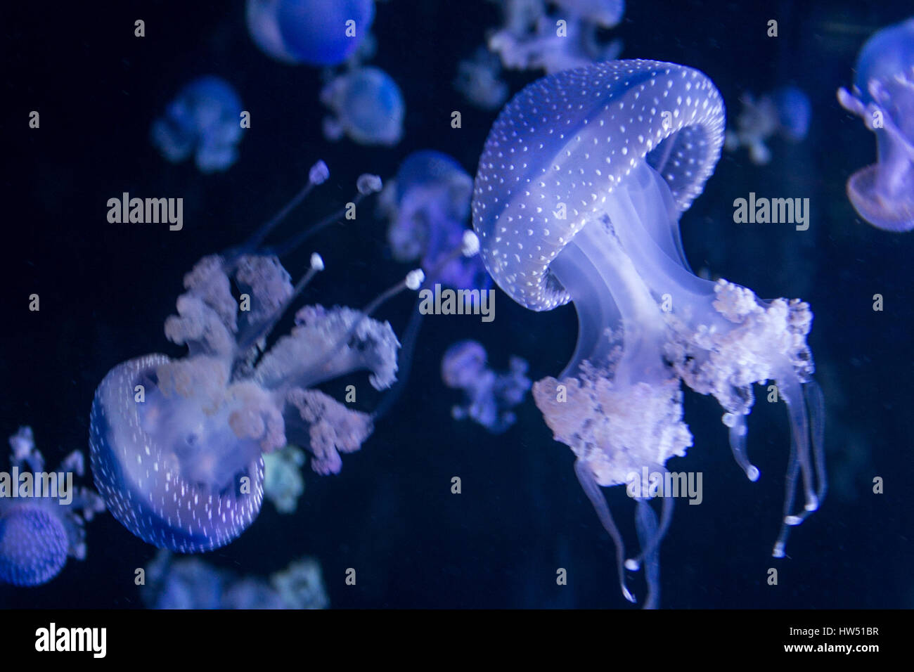Blue Spotted medusa - bianco macchiato medusa Foto Stock