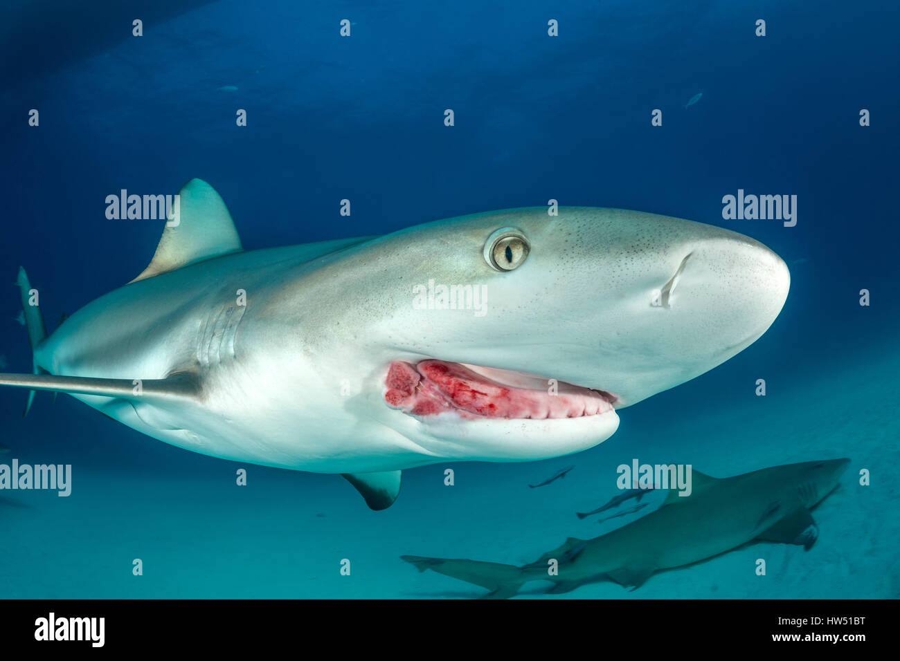 Caribbean reef shark carcharhinus perezii, tiger beach, BAHAMAS Foto Stock