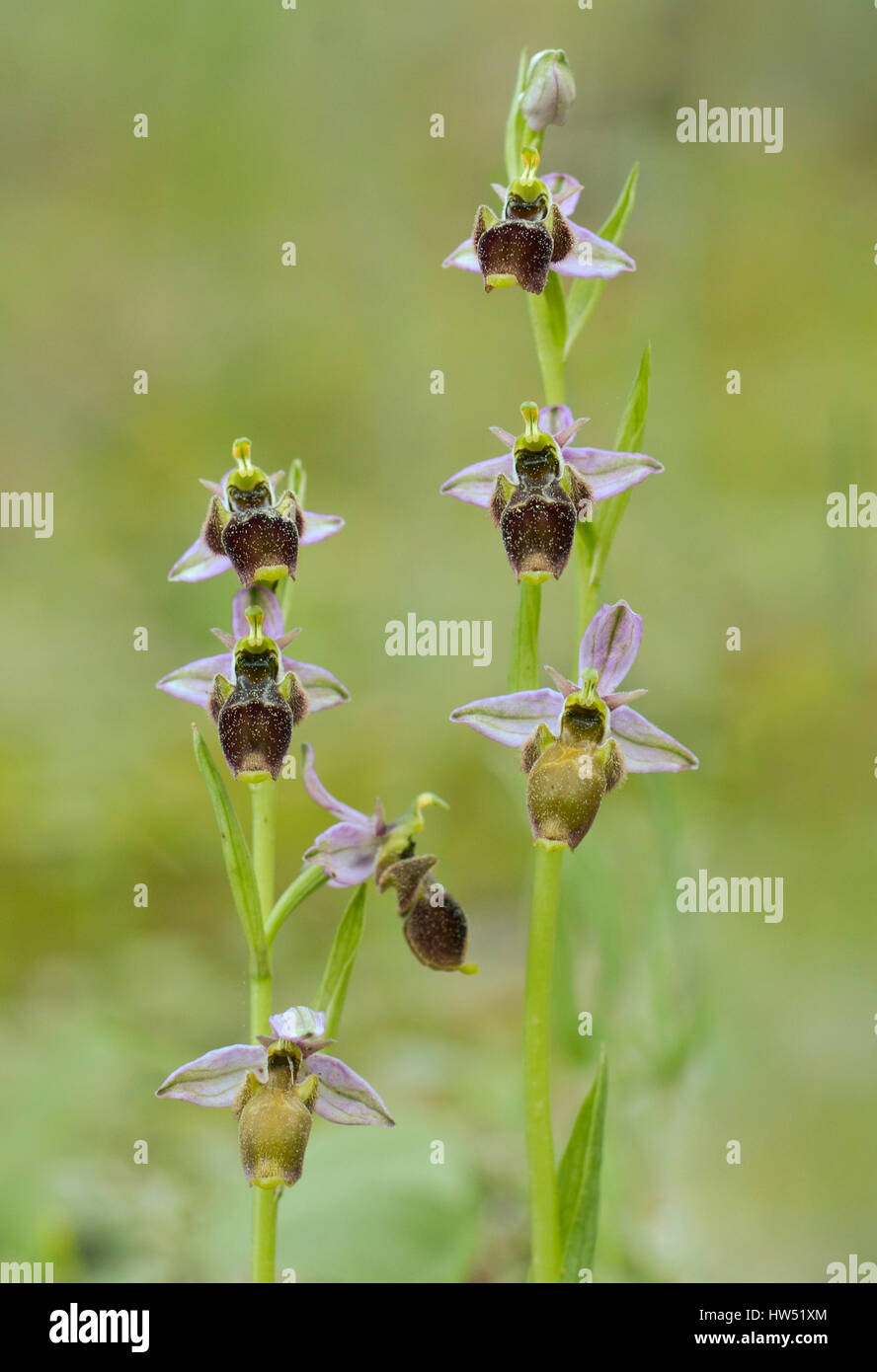 Woodcock Orchid, infiorescenza, Ophrys scolopax, orchidea selvatica, Andalusia, Spagna Foto Stock