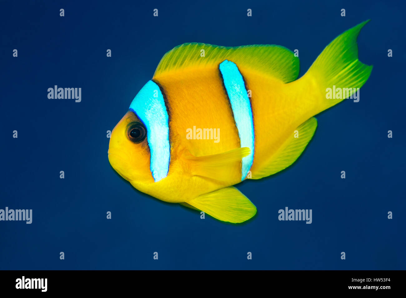 Mar Rosso, anemonefish Amphiprion bicinctus, Marsa Alam, Mar Rosso, Egitto Foto Stock