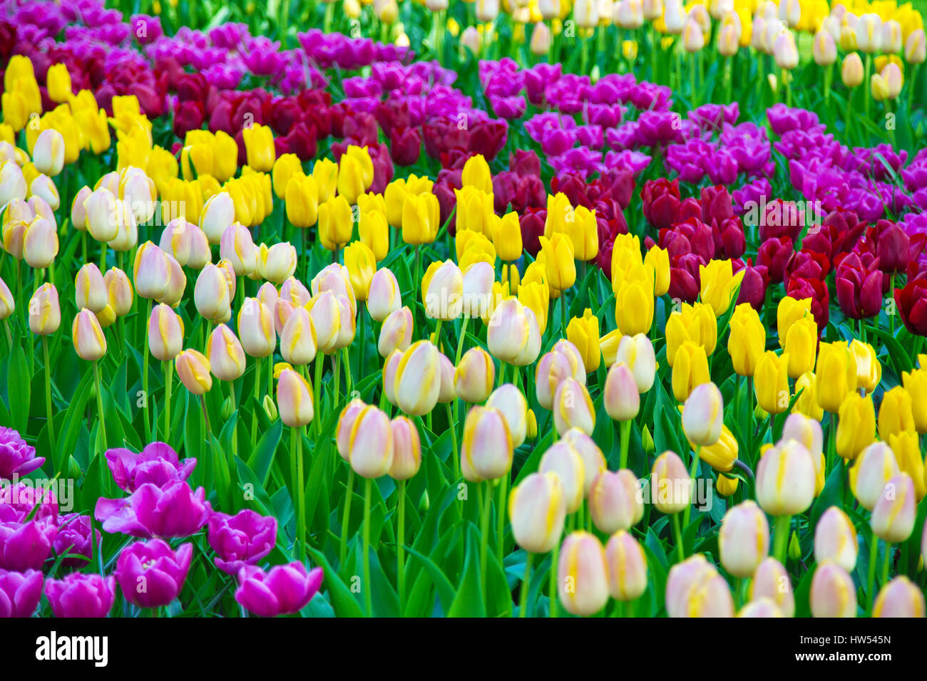 Radura di colorati tulipani freschi in Keukenhof Foto Stock