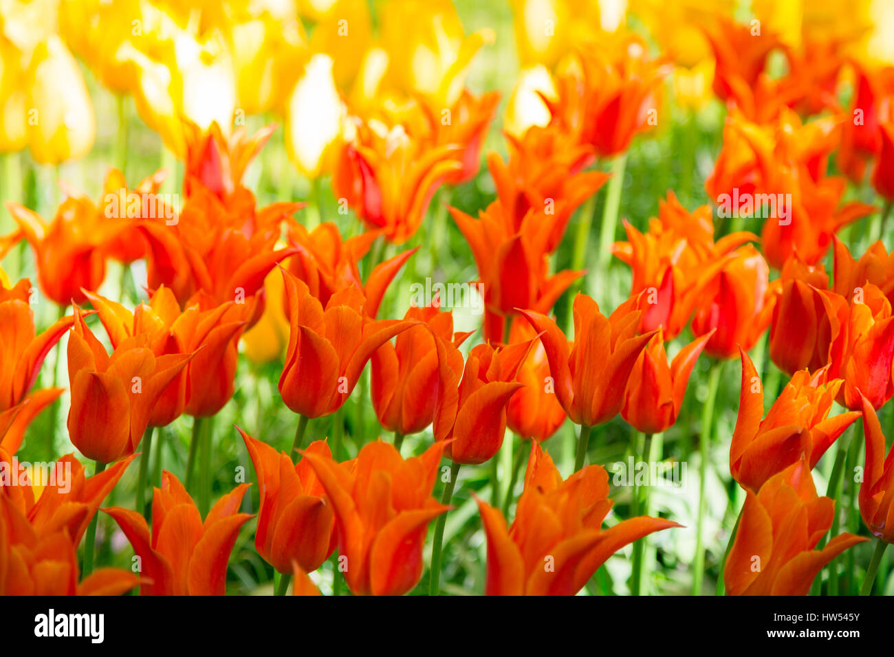 Radura di rosso, rosa e bianco tulipani freschi Foto Stock