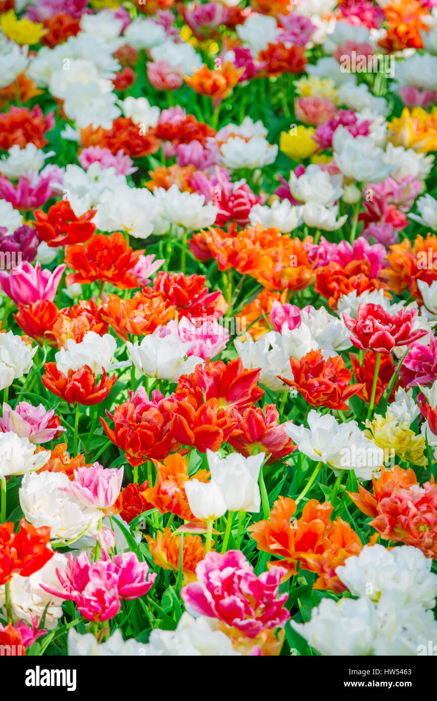 Radura di rosso, rosa, arancione e bianco tulipani freschi Foto Stock