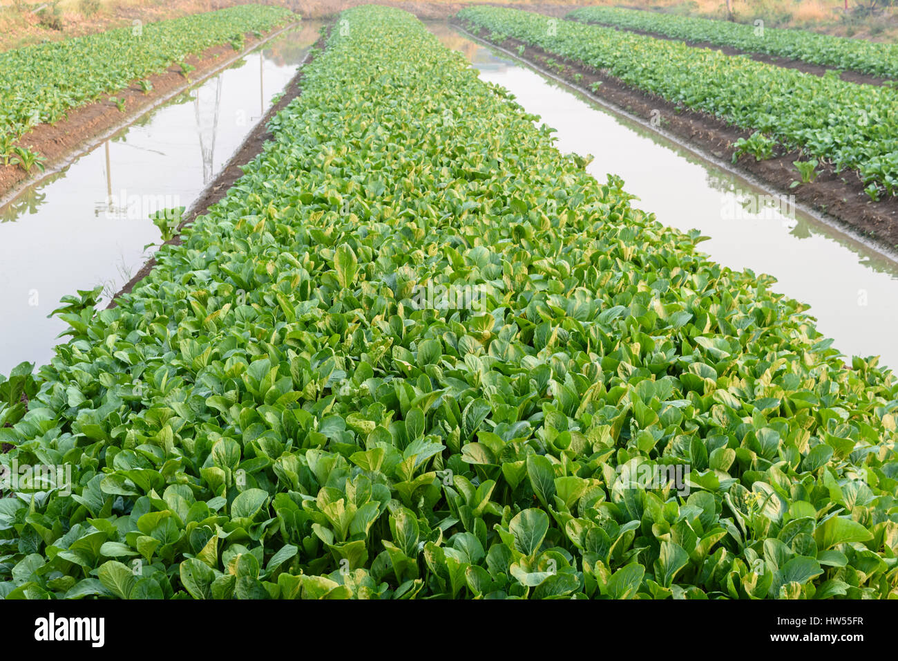 Cavolo cinese (bog choy) vegetali campo di fattoria di mattina Foto Stock