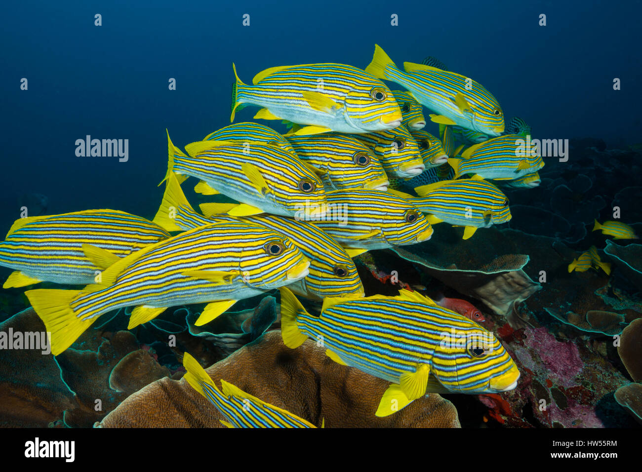 Secca di giallo-nastro, Sweetlips Plectorhinchus polytaenia Raja Ampat, Papua occidentale, in Indonesia Foto Stock