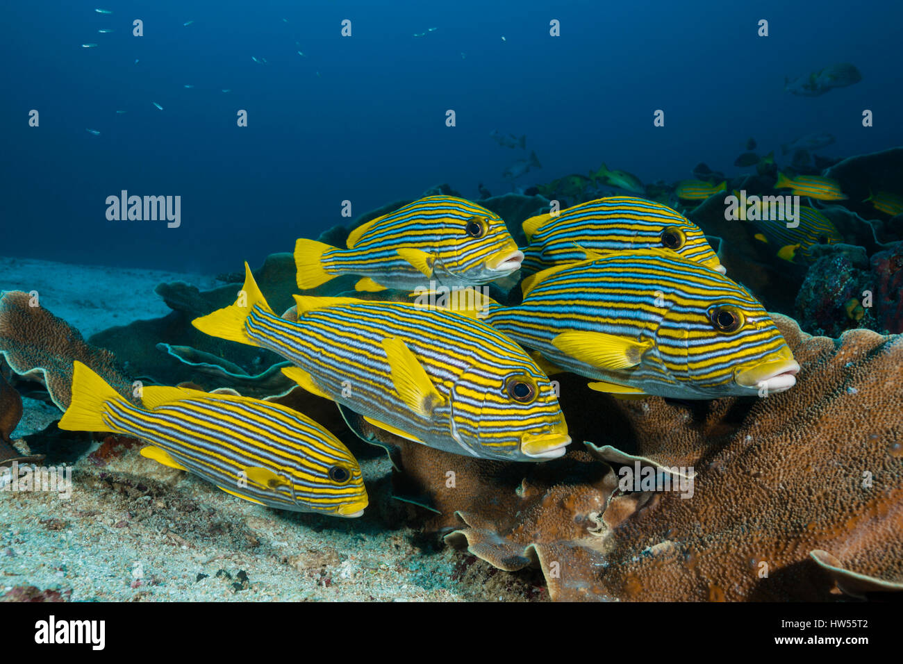 Secca di giallo-nastro, Sweetlips Plectorhinchus polytaenia Raja Ampat, Papua occidentale, in Indonesia Foto Stock