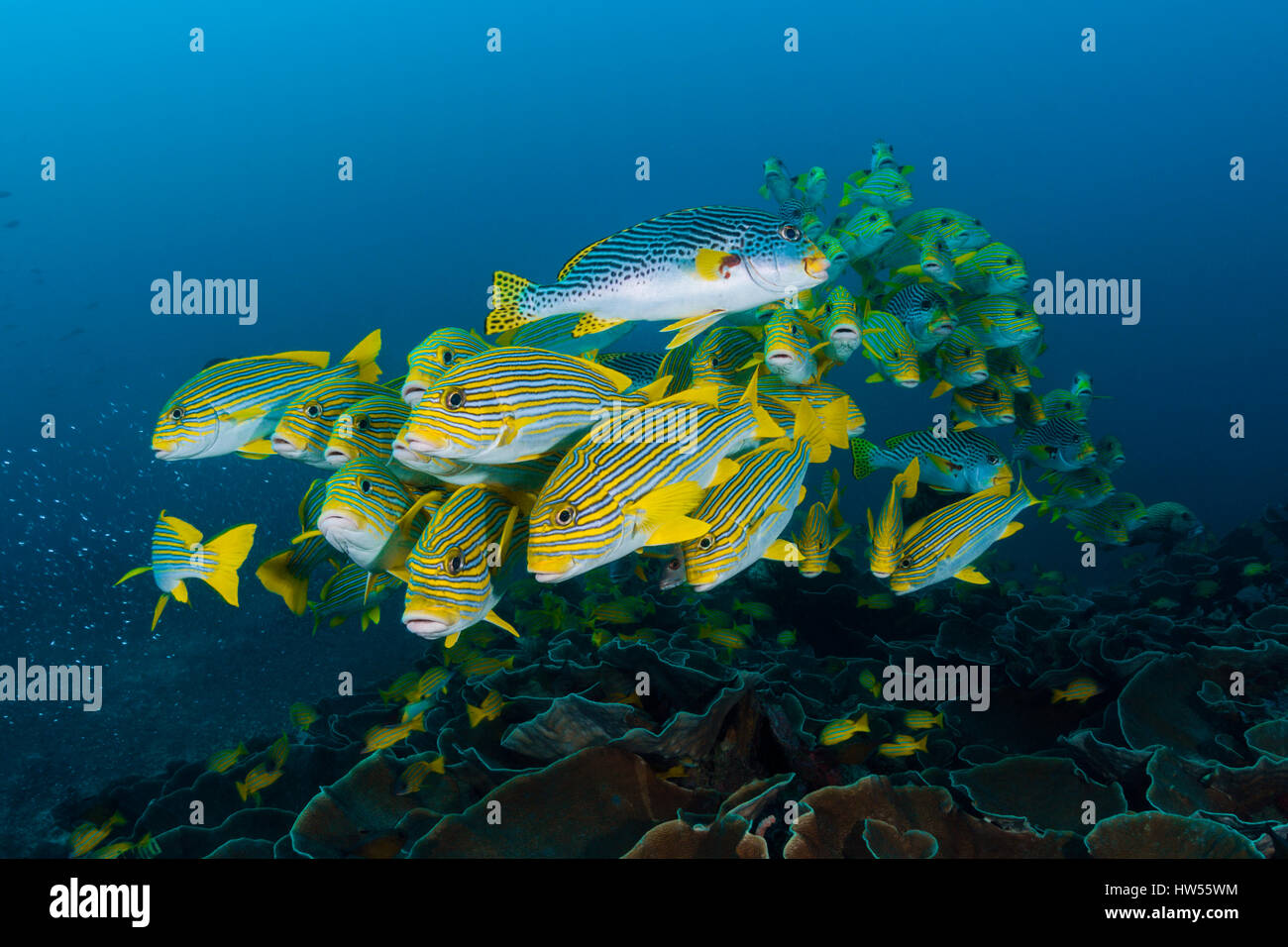 Secca di giallo-nastro, Sweetlips Plectorhinchus polytaenia Raja Ampat, Papua occidentale, in Indonesia Foto Stock