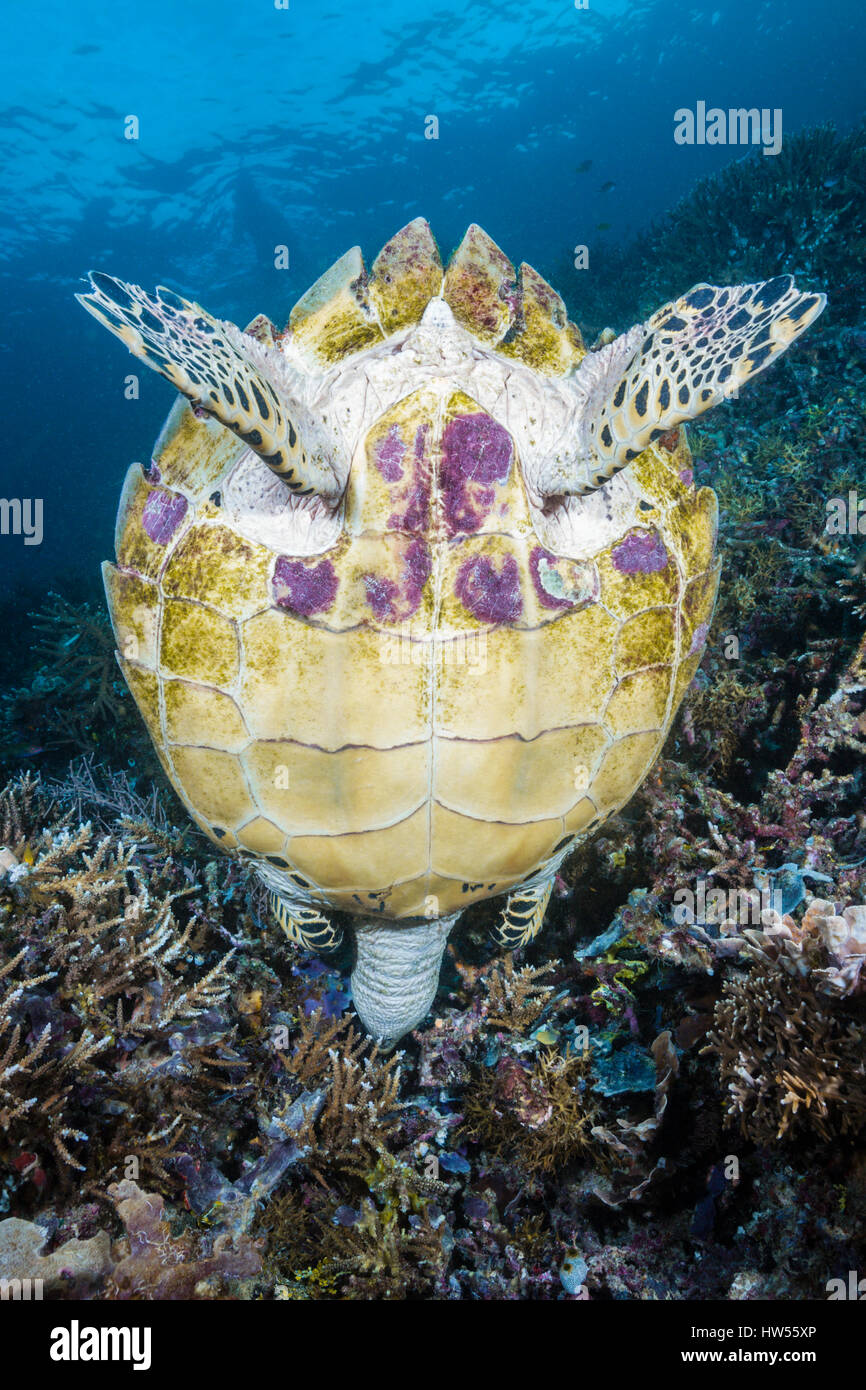 Hawksbill Tartarughe Marine, Eretmochelys imbricata Raja Ampat, Papua occidentale, in Indonesia Foto Stock