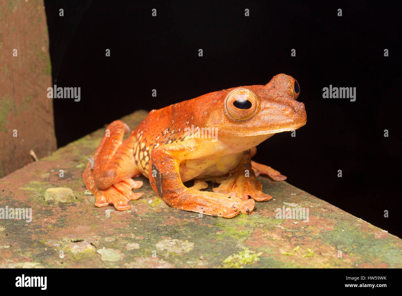 Arlecchino Flying Frog (Rhacophorus pardalis) Foto Stock
