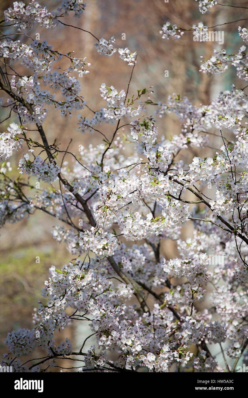 La molla la fioritura dei ciliegi fioriscono, nel Parco del Cinquantenario, Canary Wharf, London, Regno Unito blue sky e giornata soleggiata con edifici in background Foto Stock