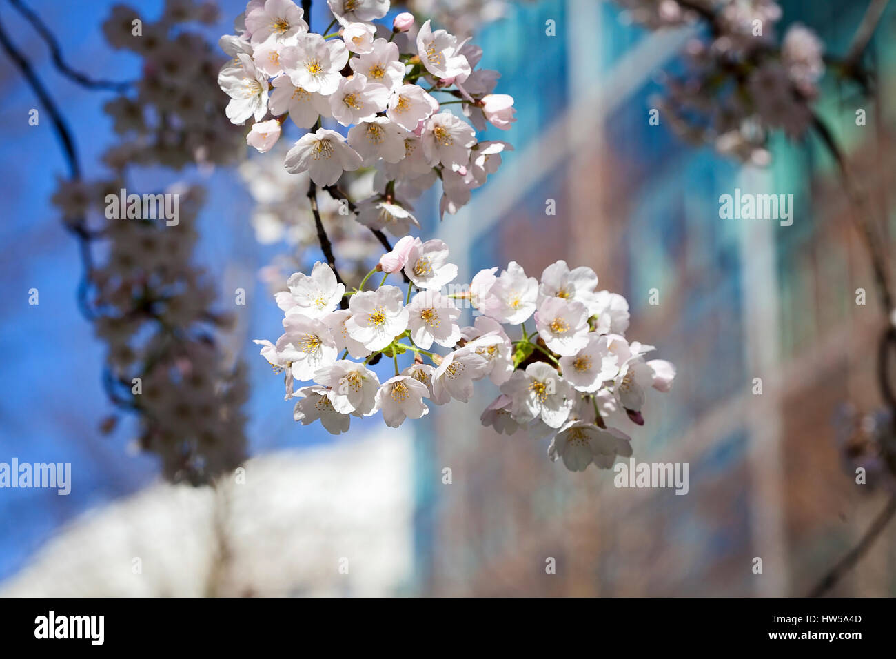 La molla la fioritura dei ciliegi fioriscono, nel Parco del Cinquantenario, Canary Wharf, London, Regno Unito blue sky e giornata soleggiata con edifici in background Foto Stock