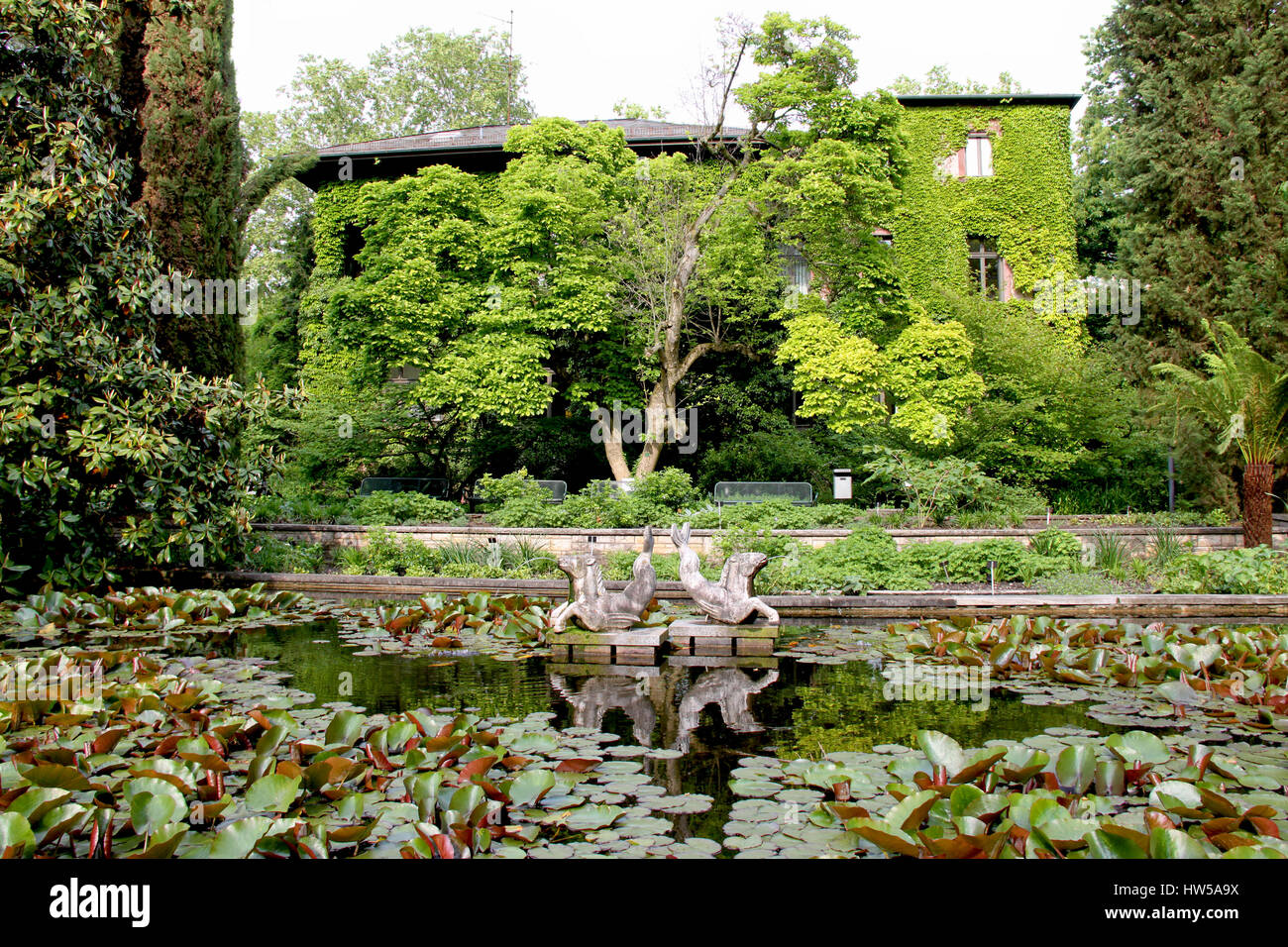 Giardino Botanico - Palmengarten Frankfurt am Main, Germania - Parco Edificio, casa ricoperta di edera - Stagno di ninfea con gargoyle (acqua) del tubo di lancio Foto Stock