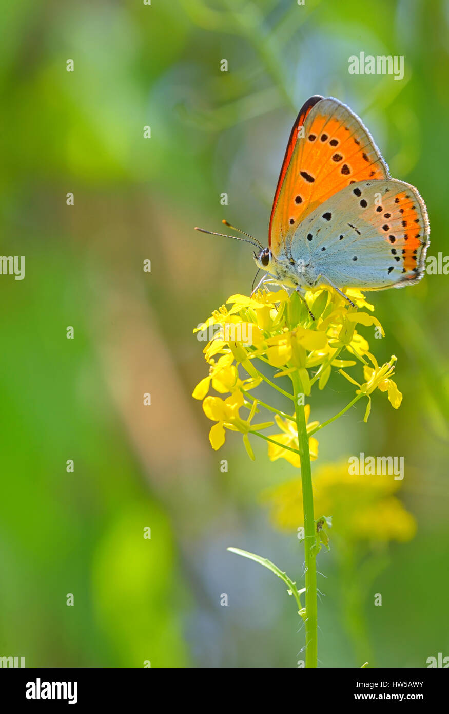 Farfalla arancione in estate fiore giallo Foto Stock