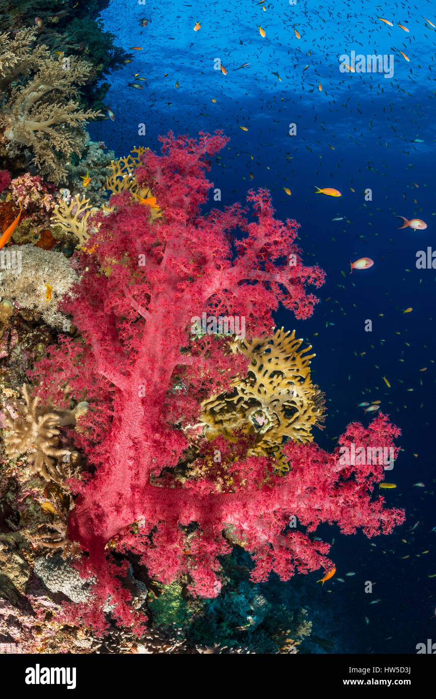 Rosso corallo morbido, dendronephthya sp., Elphinstone Reef, Mar Rosso, Egitto Foto Stock