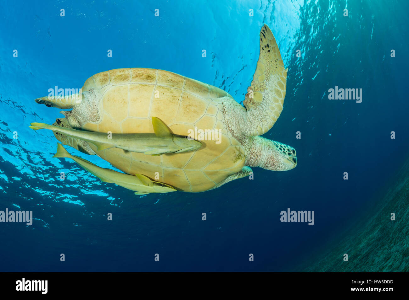 Tartaruga Verde, Chelonia Mydas, Marsa Alam, Mar Rosso, Egitto Foto Stock