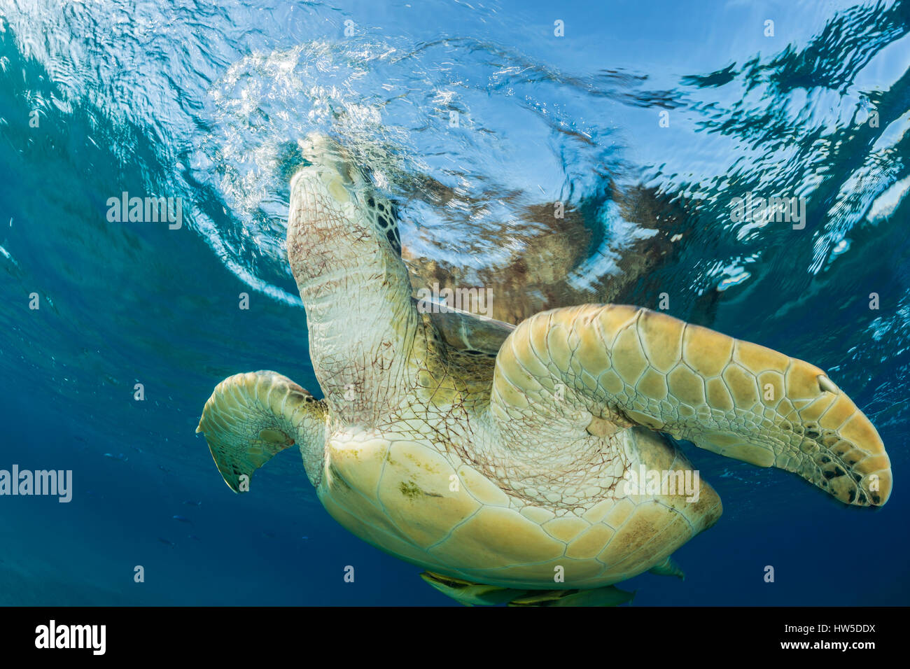 Tartaruga Verde respirazione a superficie di acqua, Chelonia Mydas, Marsa Alam, Mar Rosso, Egitto Foto Stock