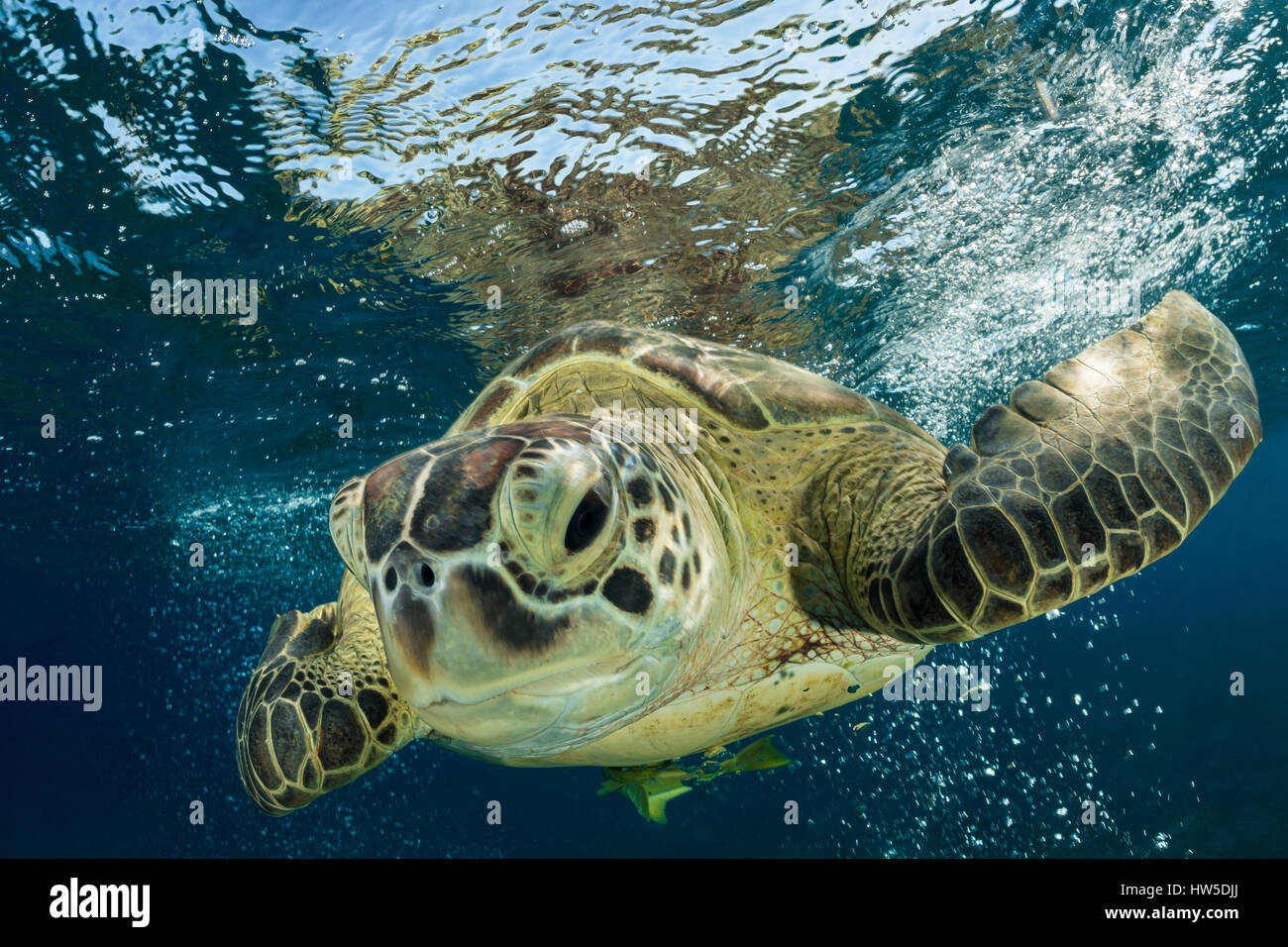 Tartaruga Verde, Chelonia Mydas, Marsa Alam, Mar Rosso, Egitto Foto Stock