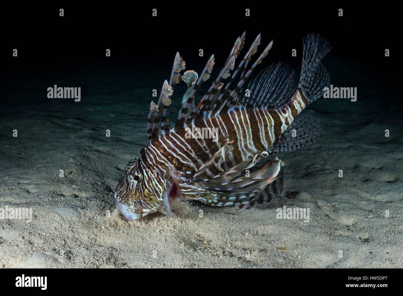 Leone Rosso a caccia di notte, Pterois miles, Marsa Alam, Mar Rosso, Egitto Foto Stock