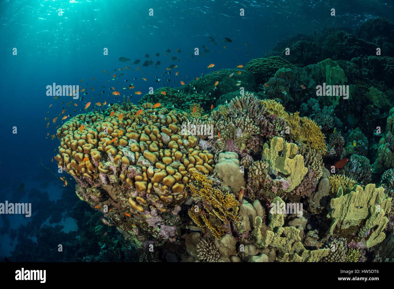 Una sana Coral reef, Marsa Alam, Mar Rosso, Egitto Foto Stock