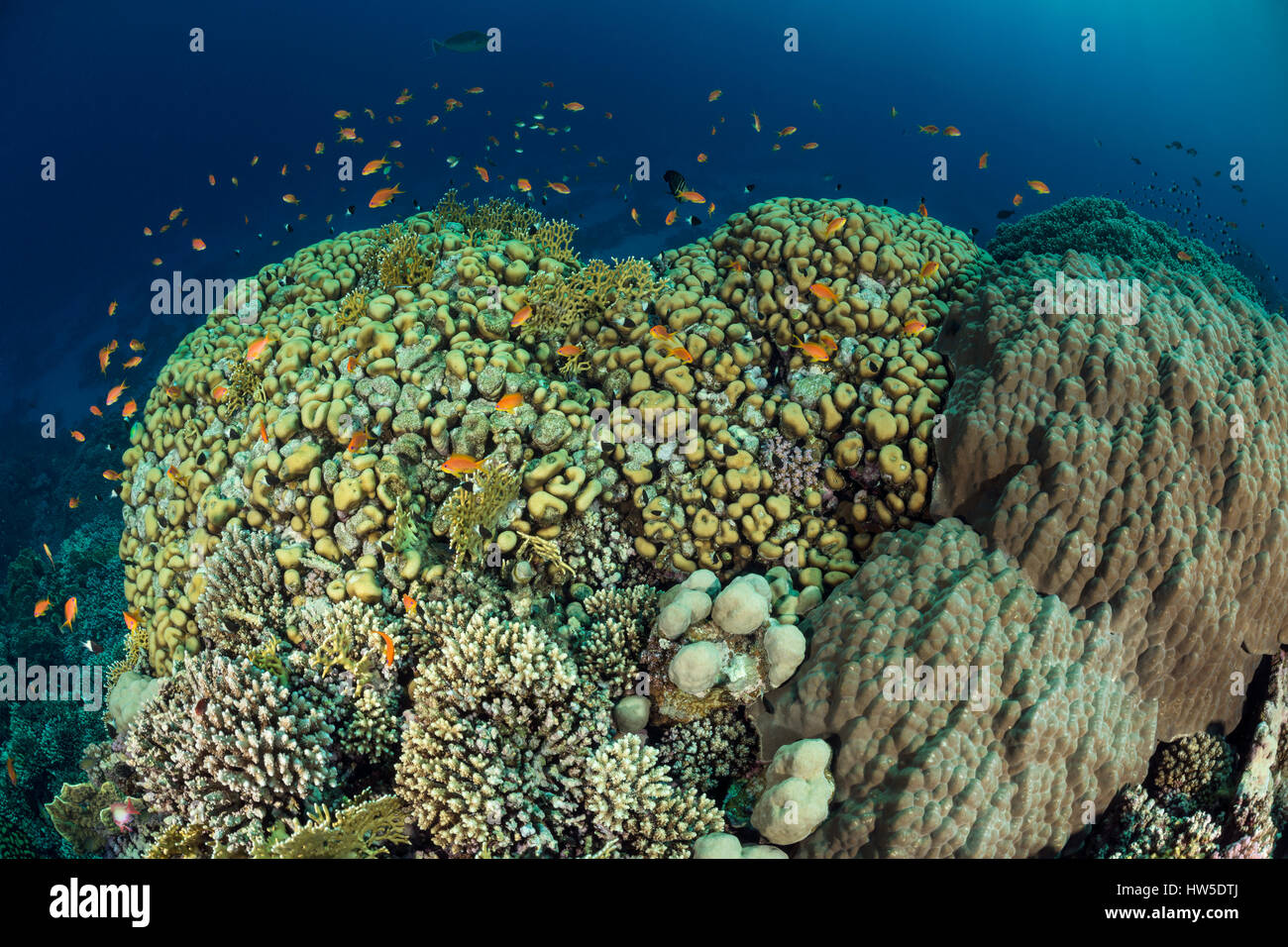 Una sana Coral reef, Marsa Alam, Mar Rosso, Egitto Foto Stock