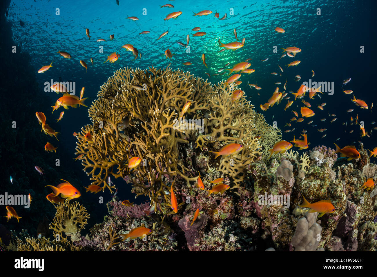 Net fire coral, millepora dichotoma, Marsa Alam, Mar Rosso, Egitto Foto Stock