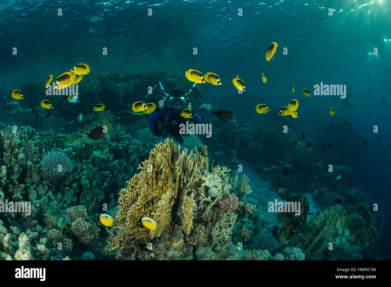 Raccoon Butterflyfish, Chaetodon fasciatus, Marsa Alam, Mar Rosso, Egitto Foto Stock