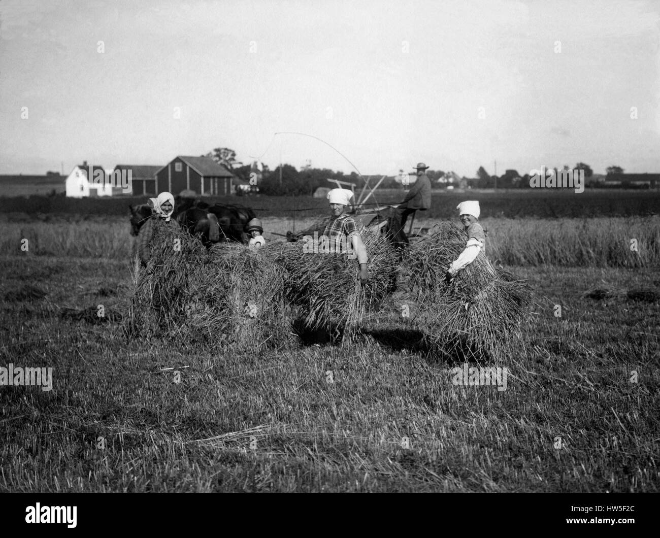 Agricoltura donne grano duro a campi a Söderslätt 1933 Foto Stock