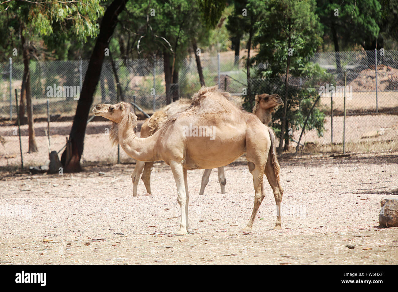 DUBBO, Australia - Gennaio 4, 2017: cammelli dal Taronga Western Plains Zoo a Dubbo. Questo zoo è stato aperto a 1977 e ora hanno più di 97 specie Foto Stock