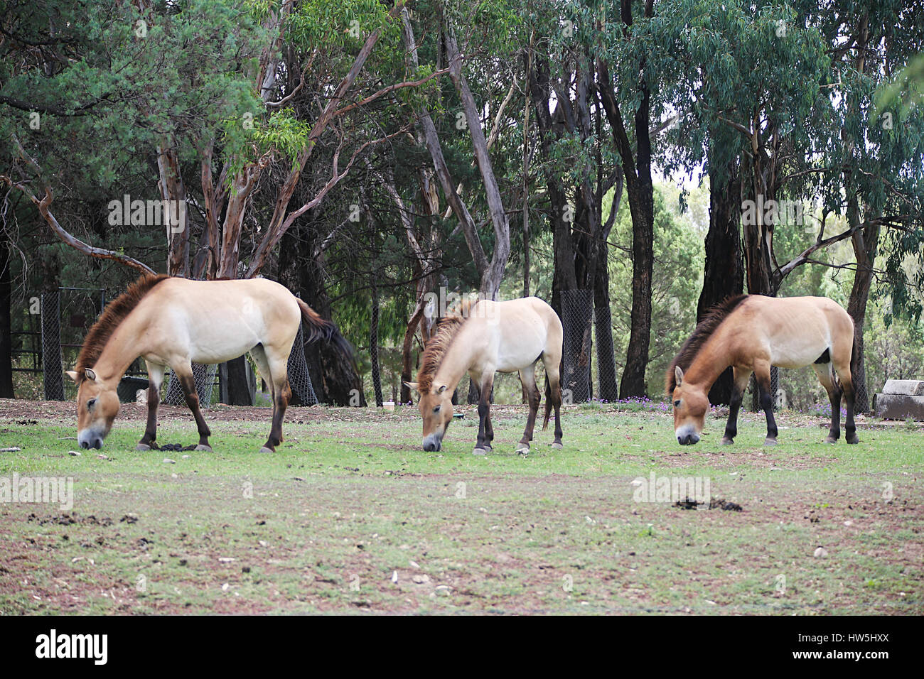 Przewalskis cavallo dal Taronga Western Plains Zoo a Dubbo. Questo zoo è stato aperto in 1977 ed hanno ora più tha Foto Stock