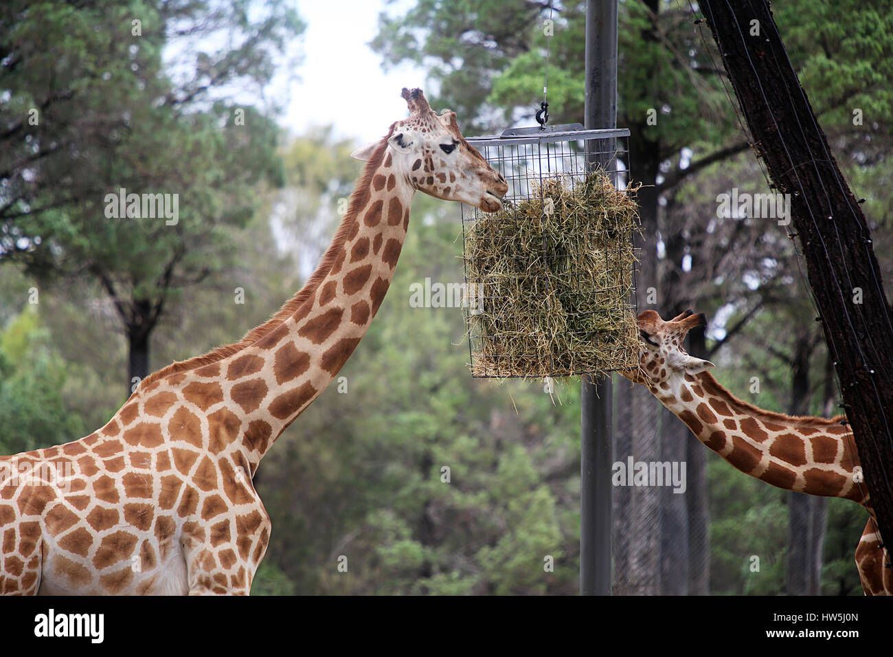 Le giraffe dal Taronga Western Plains Zoo a Dubbo. Foto Stock