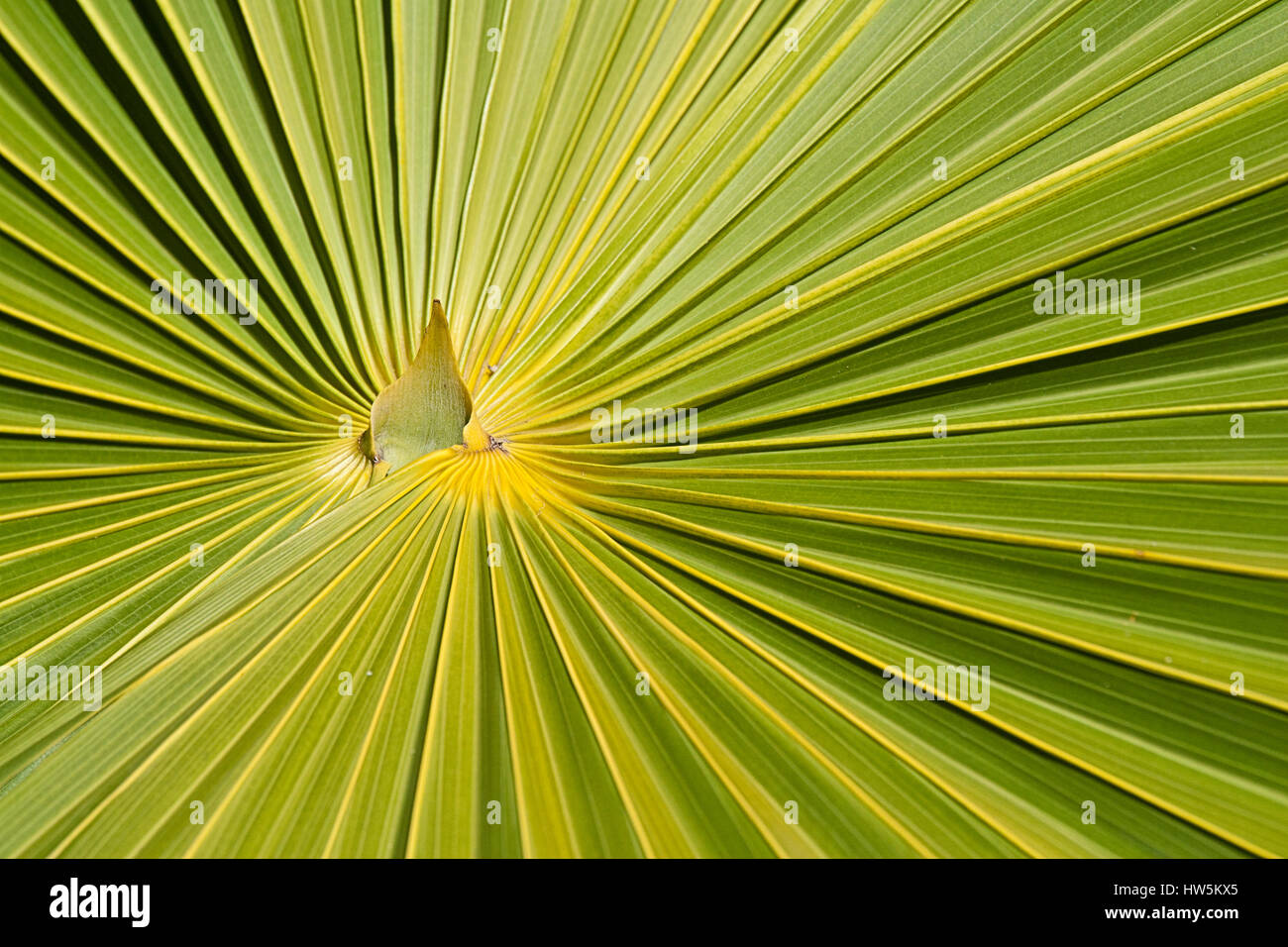 Di foglie di palma abstract Foto Stock