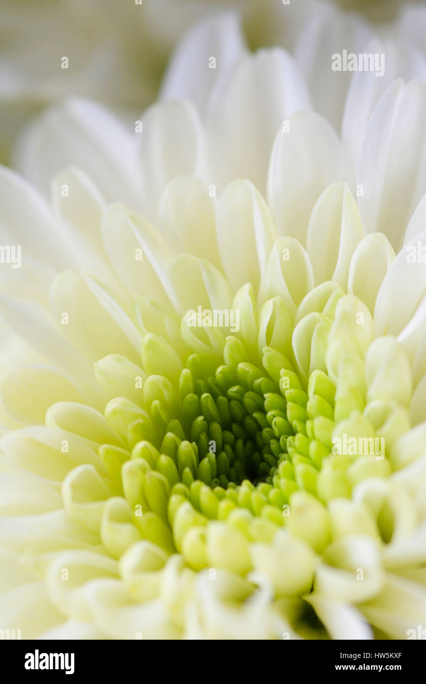 Chiusura del singolo crisantemo bianco fiore di testa. Foto Stock