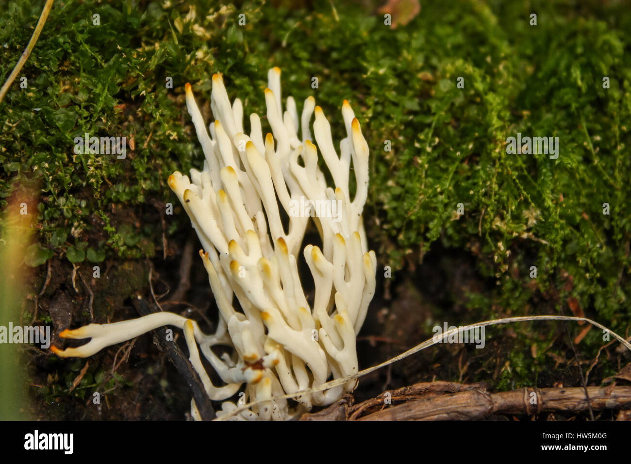 Lungo bianco di funghi con giallo sulle punte Foto Stock